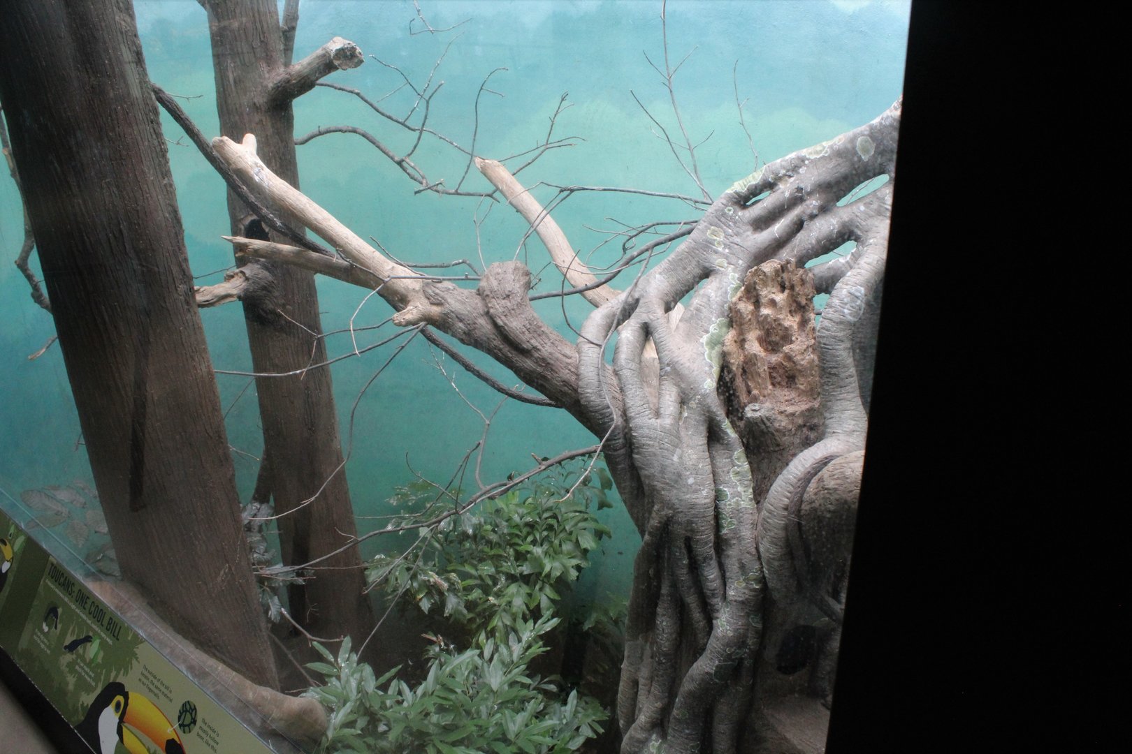 WOB 50th - Toco Toucan Exhibit