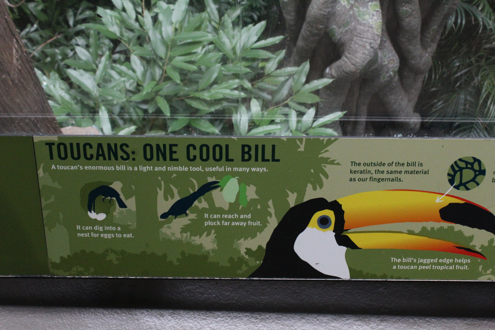 WOB 50th - Toucan Bill Signage