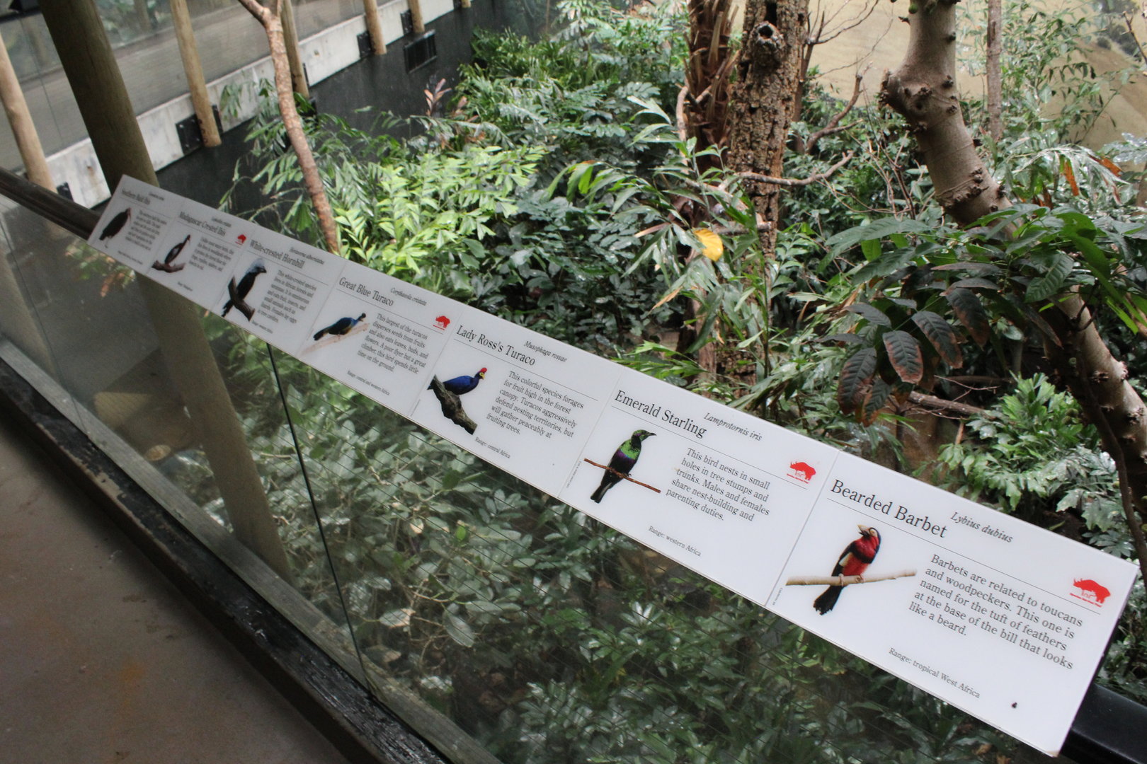 WOB 50th - Tropical African Birds Signage