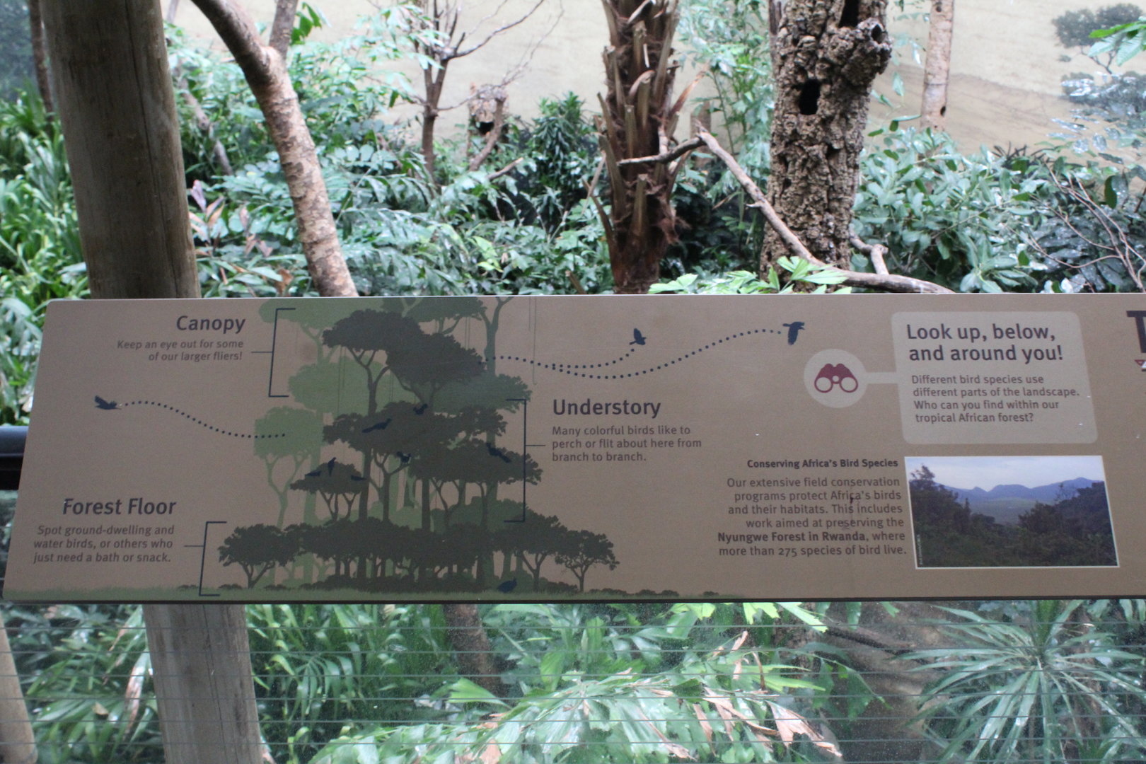WOB 50th - Tropical African Forest Signage Part 1