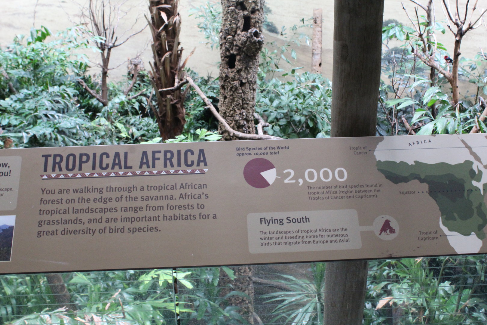 WOB 50th - Tropical African Forest Signage Part 2