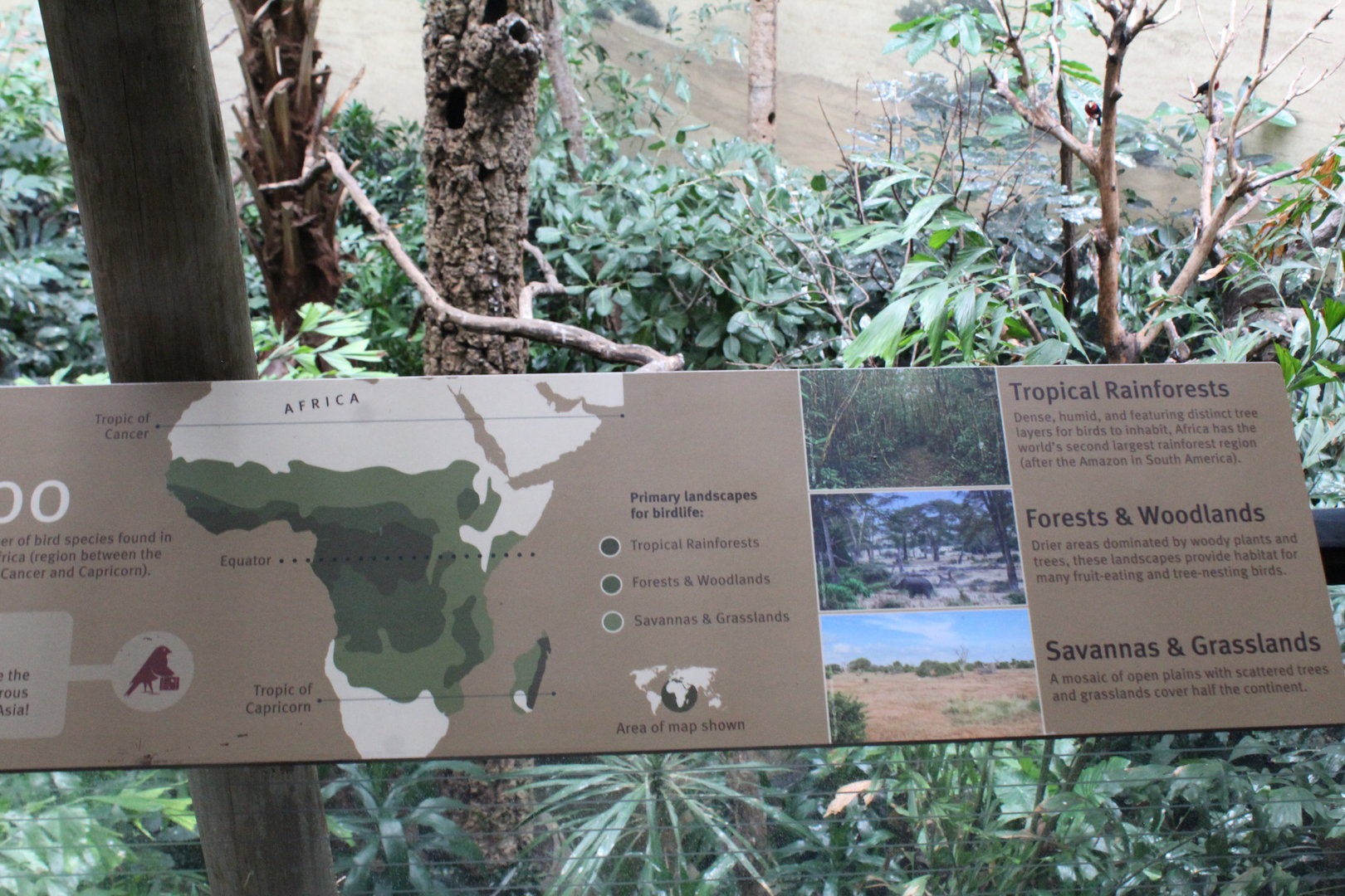 WOB 50th - Tropical African Forest Signage Part 3