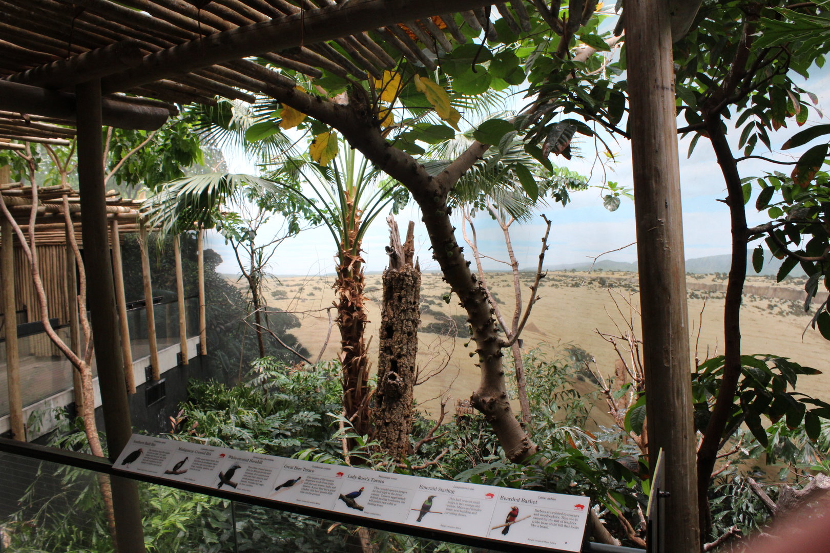 WOB 50th - Tropical African Forest Walkthrough