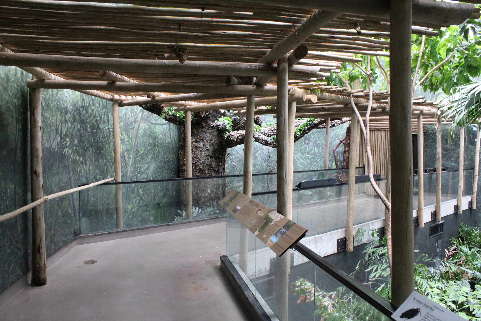 WOB 50th - Tropical African Forest Walkthrough