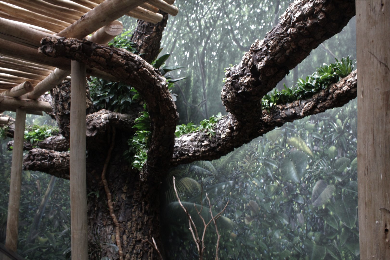 WOB 50th - Tropical African Forest Walkthrough