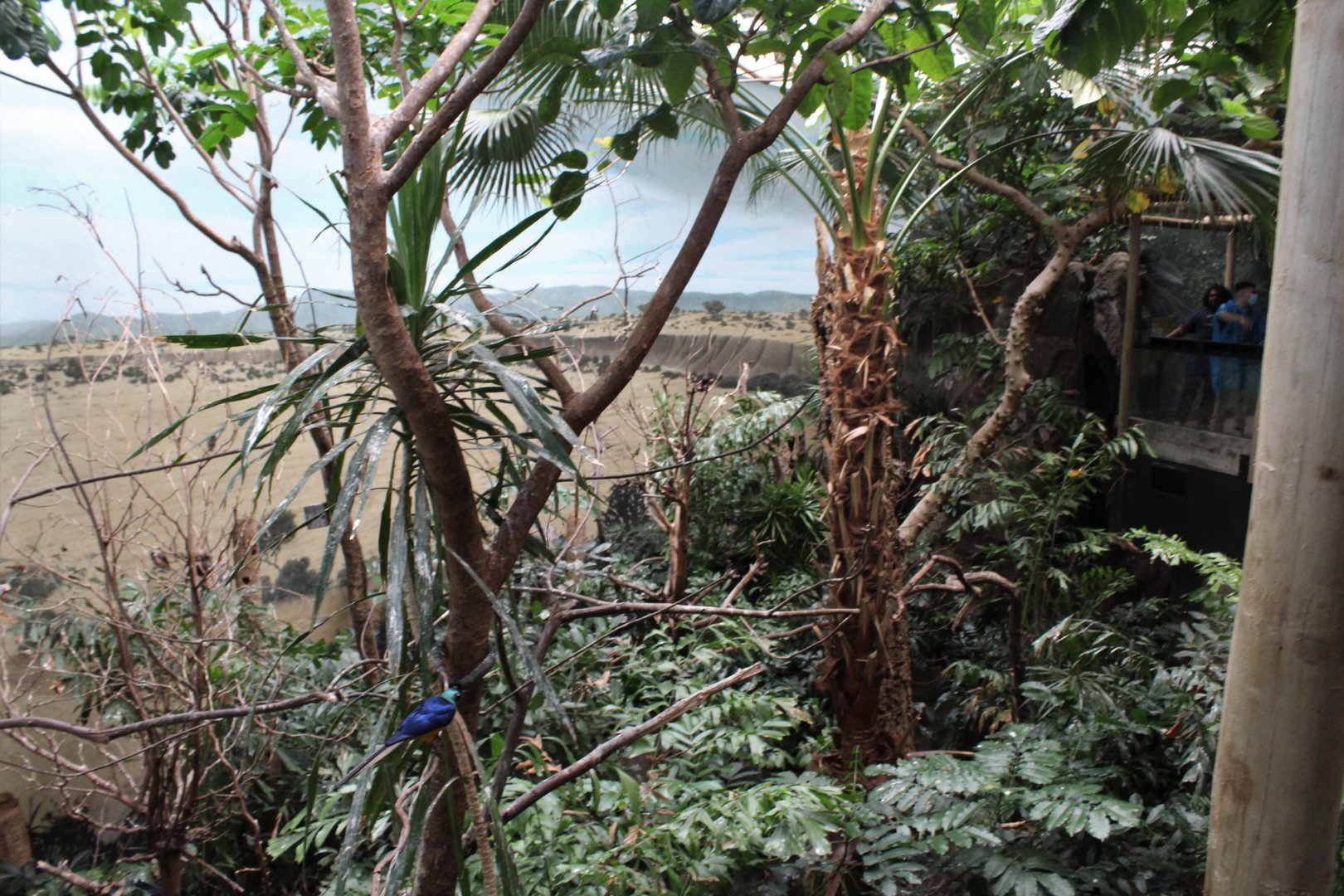 WOB 50th - Tropical African Forest Walkthrough