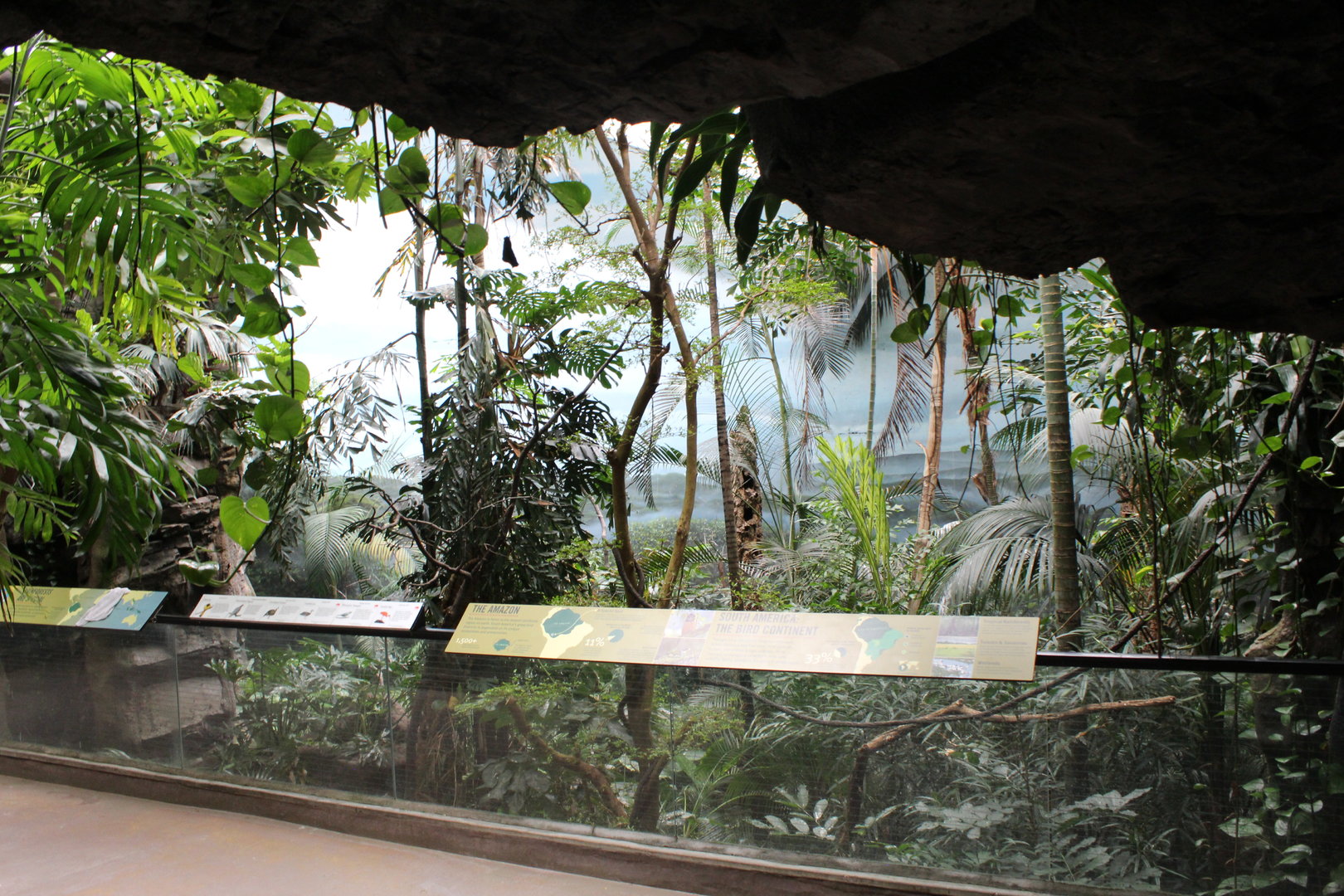 WOB 50th - Tropical American Forest Walkthrough