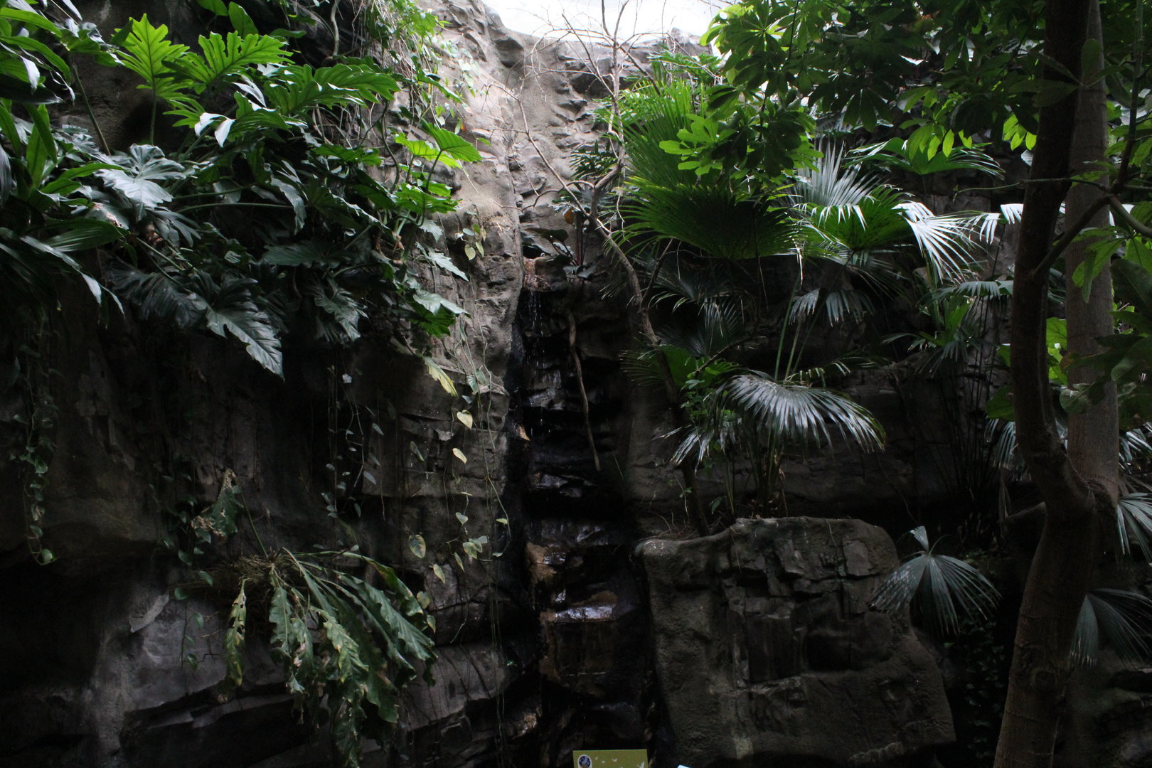 WOB 50th - Tropical American Forest Walkthrough