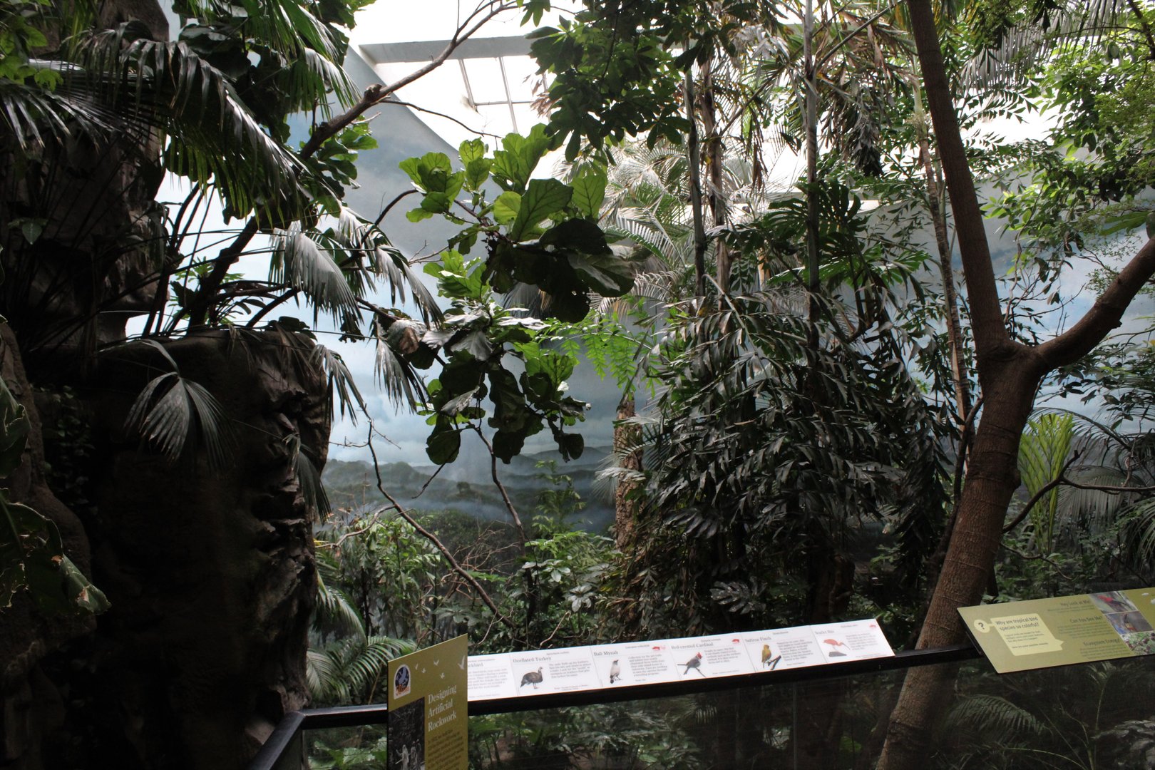 WOB 50th - Tropical American Forest Walkthrough