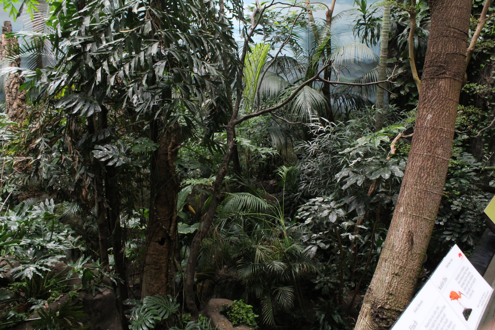 WOB 50th - Tropical American Forest Walkthrough