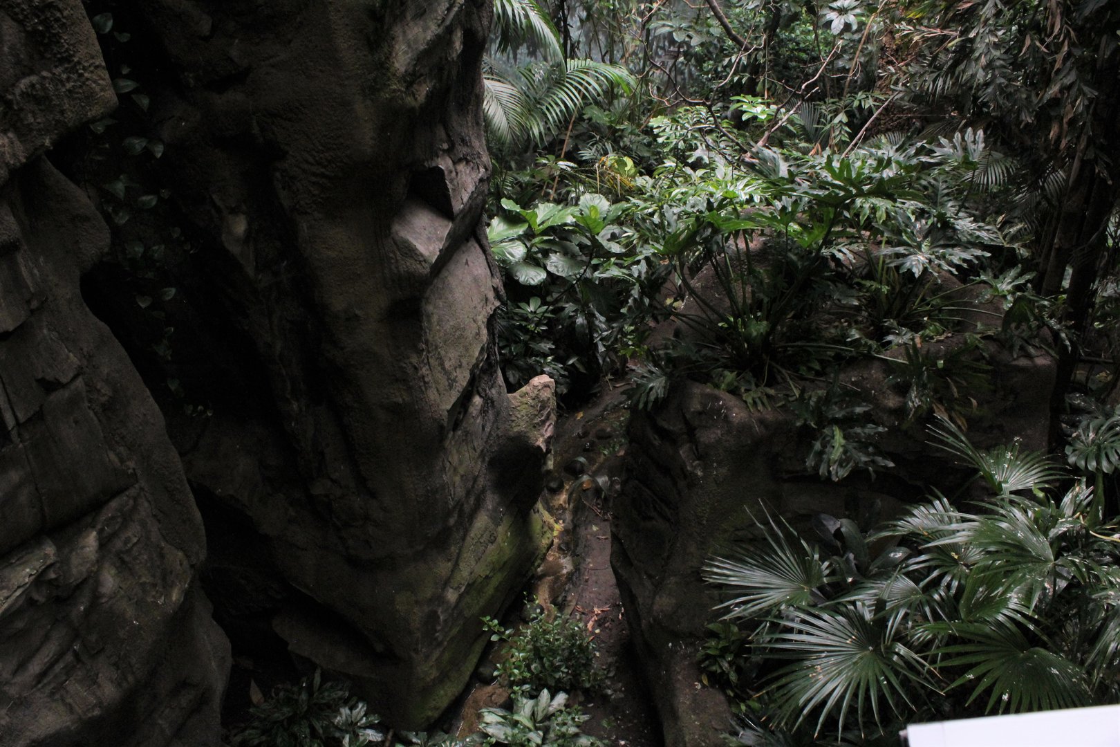 WOB 50th - Tropical American Forest Walkthrough