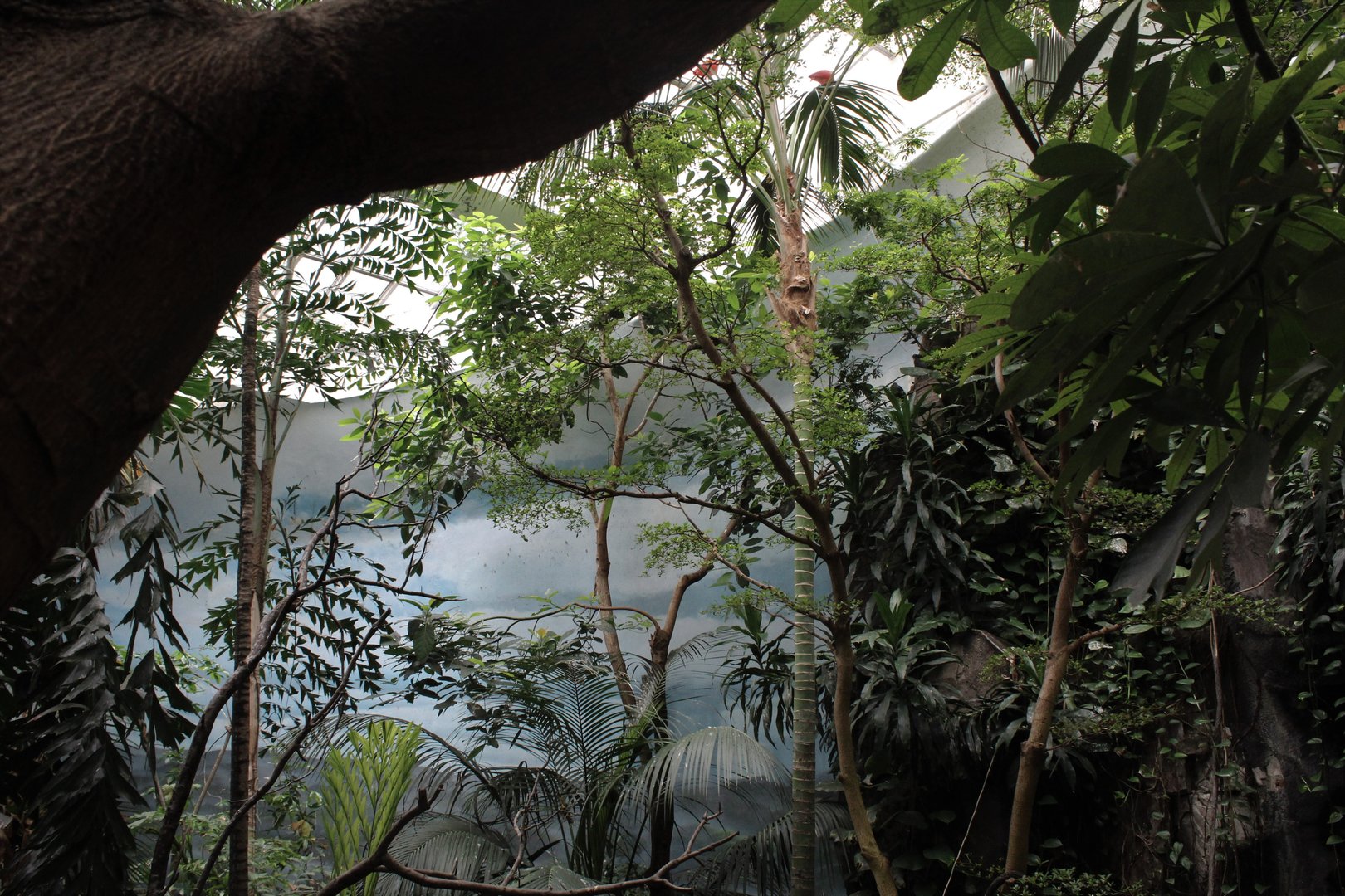 WOB 50th - Tropical American Forest Walkthrough