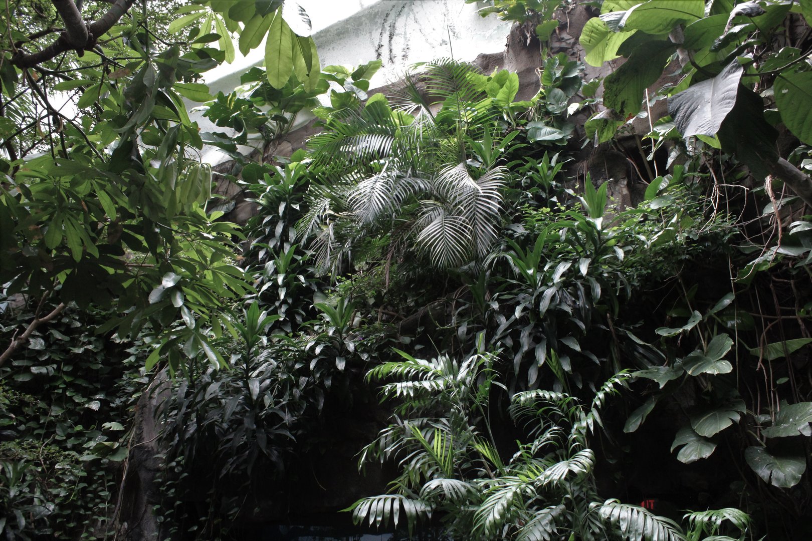 WOB 50th - Tropical American Forest Walkthrough