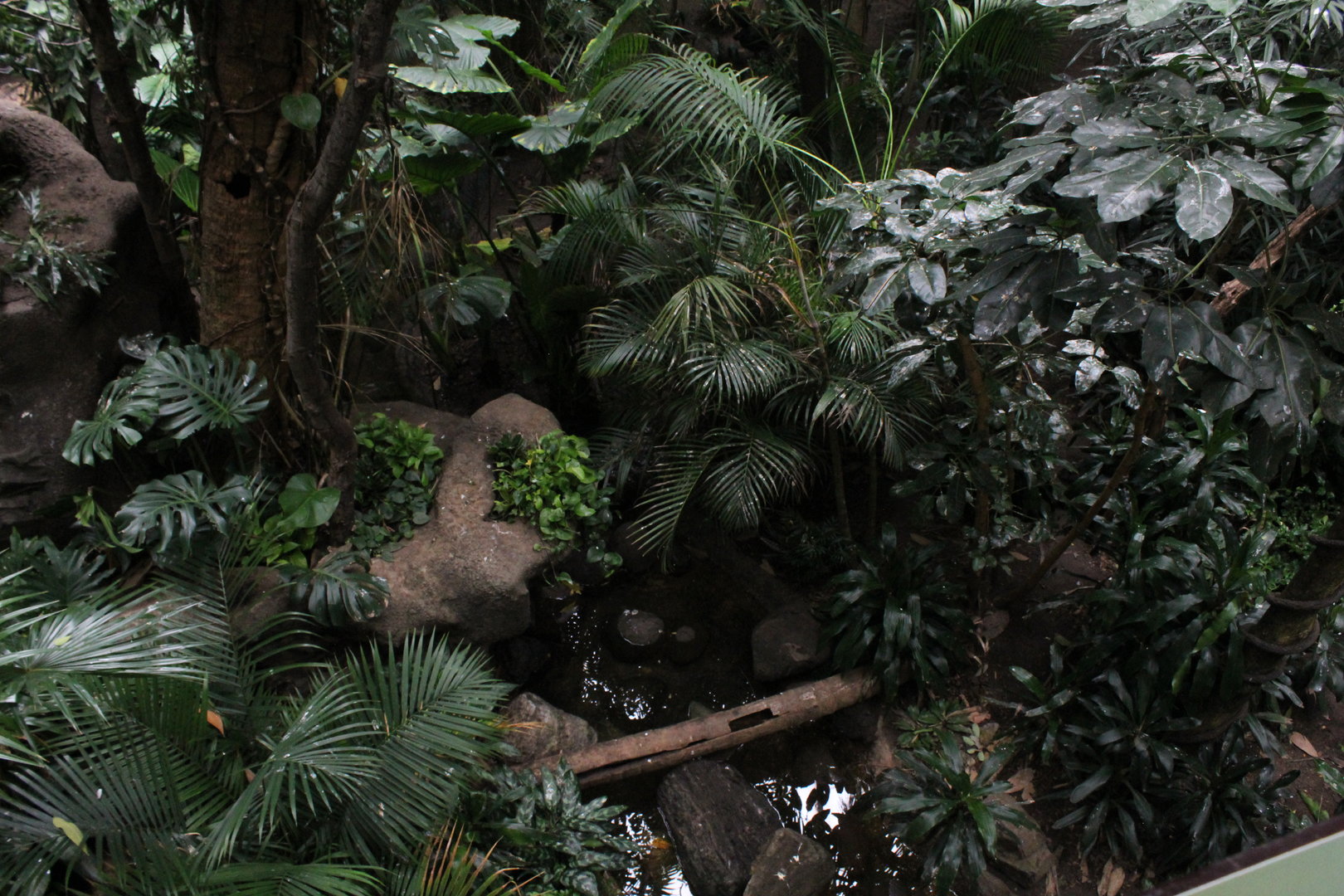 WOB 50th - Tropical American Forest Walkthrough