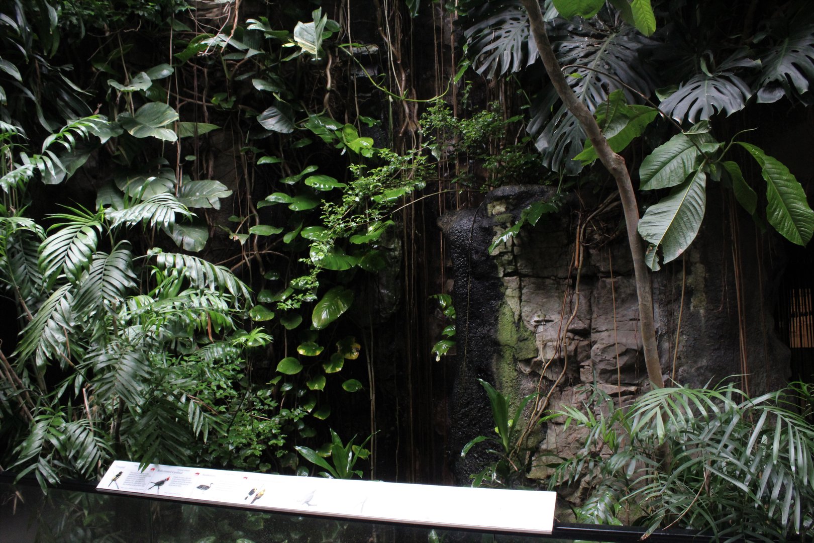 WOB 50th - Tropical American Forest Walkthrough