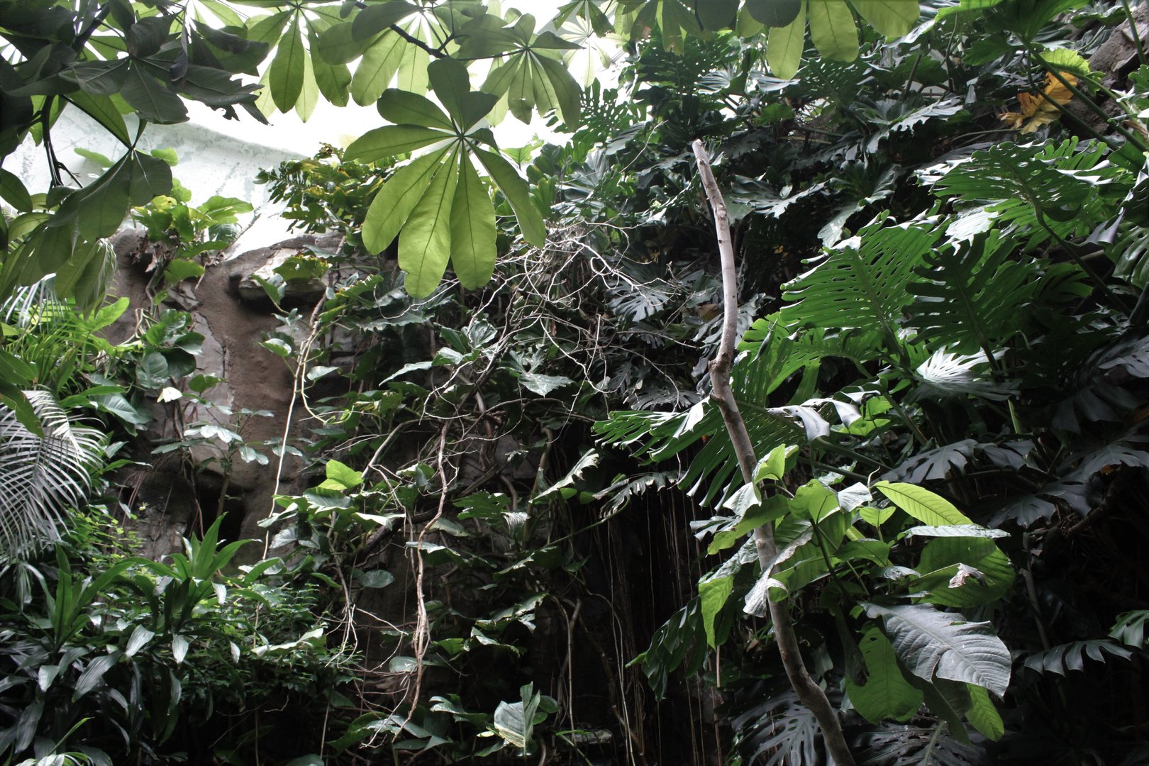 WOB 50th - Tropical American Forest Walkthrough