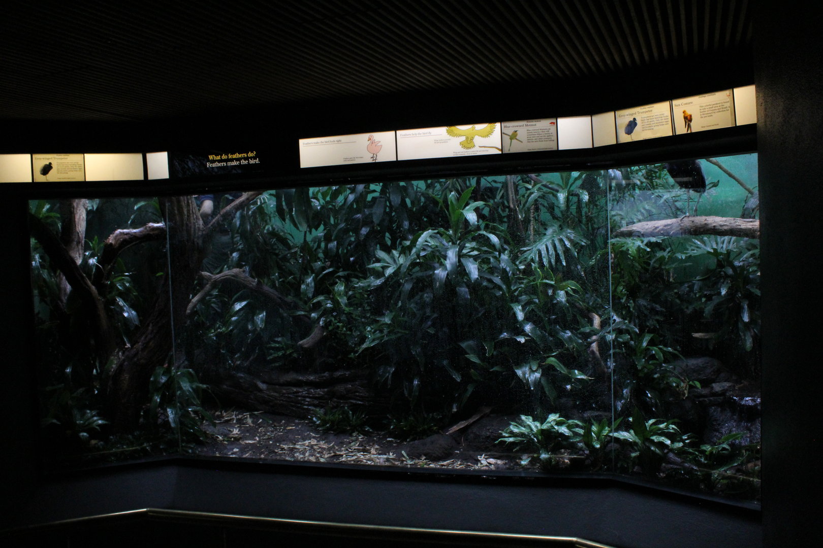 WOB 50th - Trumpeter/Motmot/Conure Exhibit