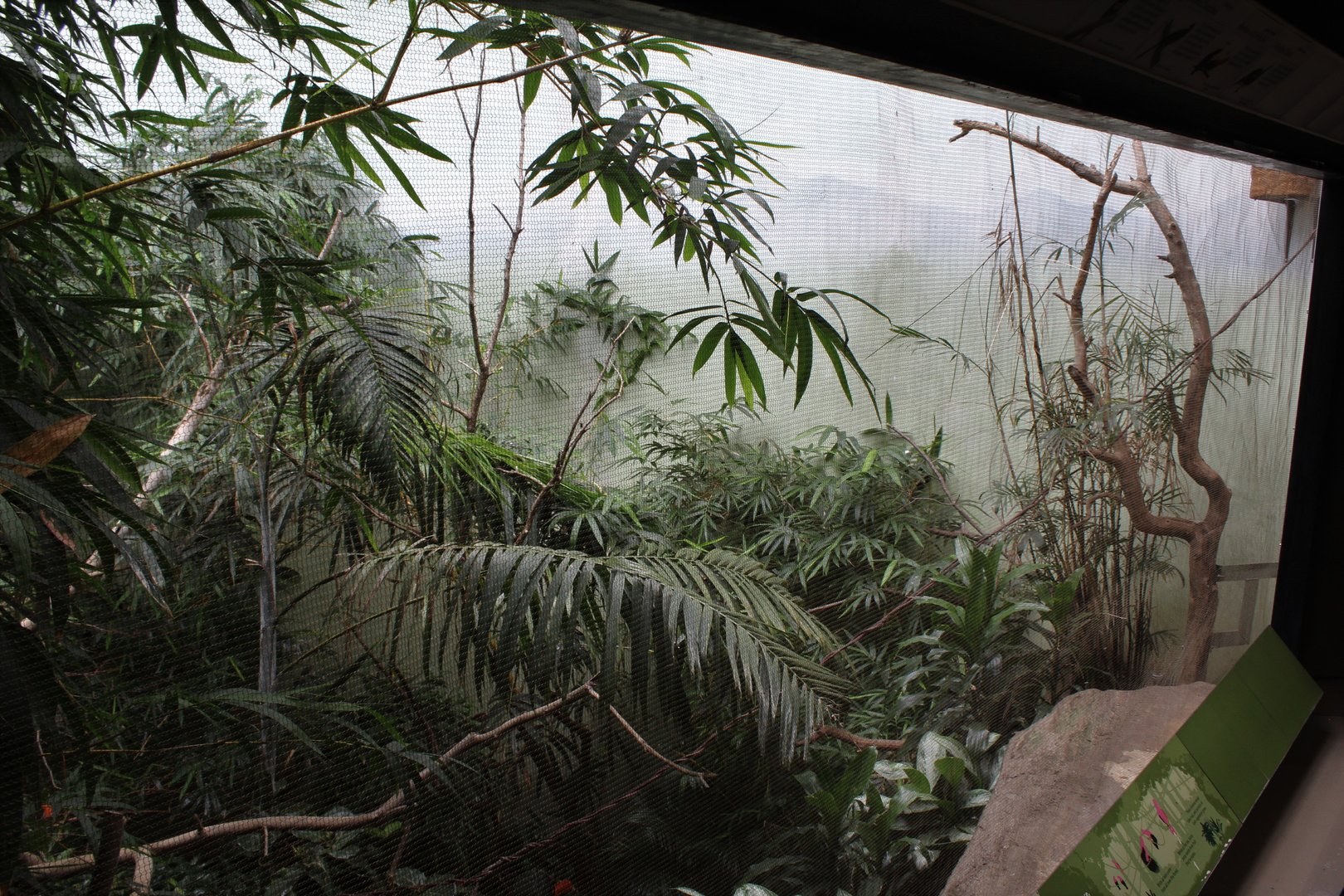 WOB 50th - Turkey/Chachalaca/Aracari/Cock-of-the-Rock Exhibit