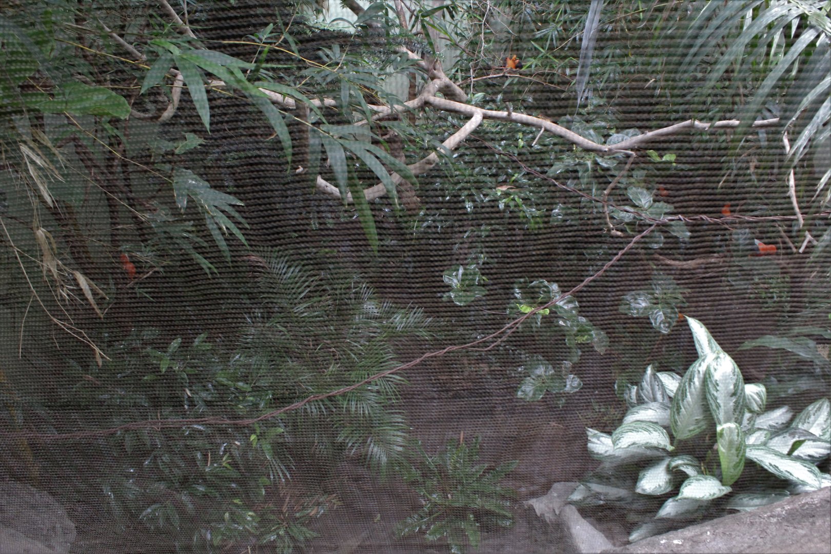WOB 50th - Turkey/Chachalaca/Aracari/Cock-of-the-Rock Exhibit