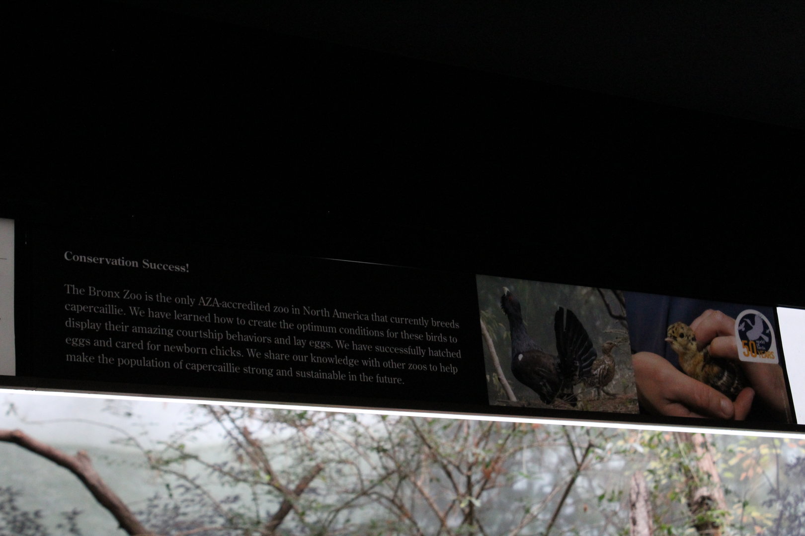 WOB 50th - Western Capercaillie Signage