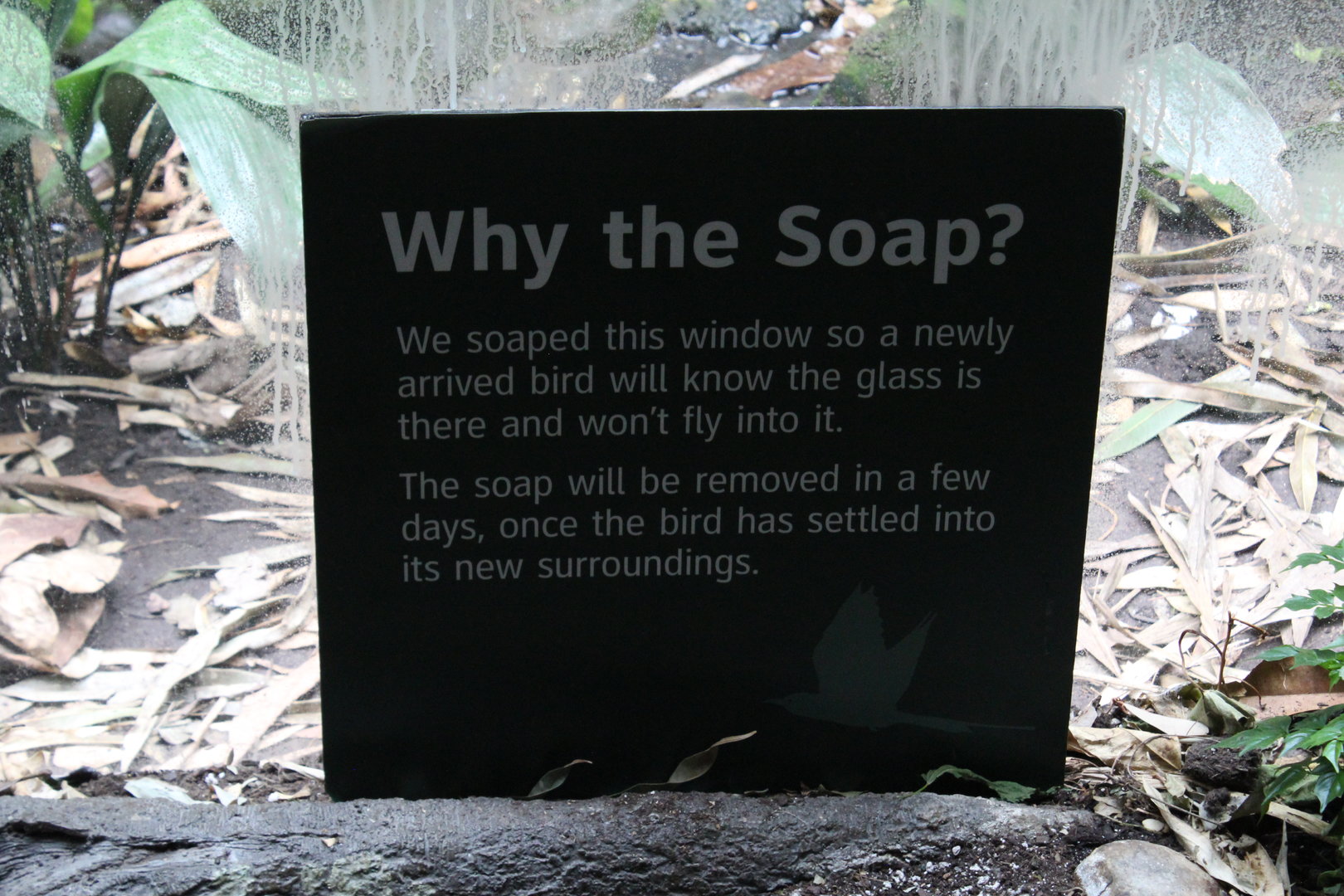 WOB 50th - Why the Soap?