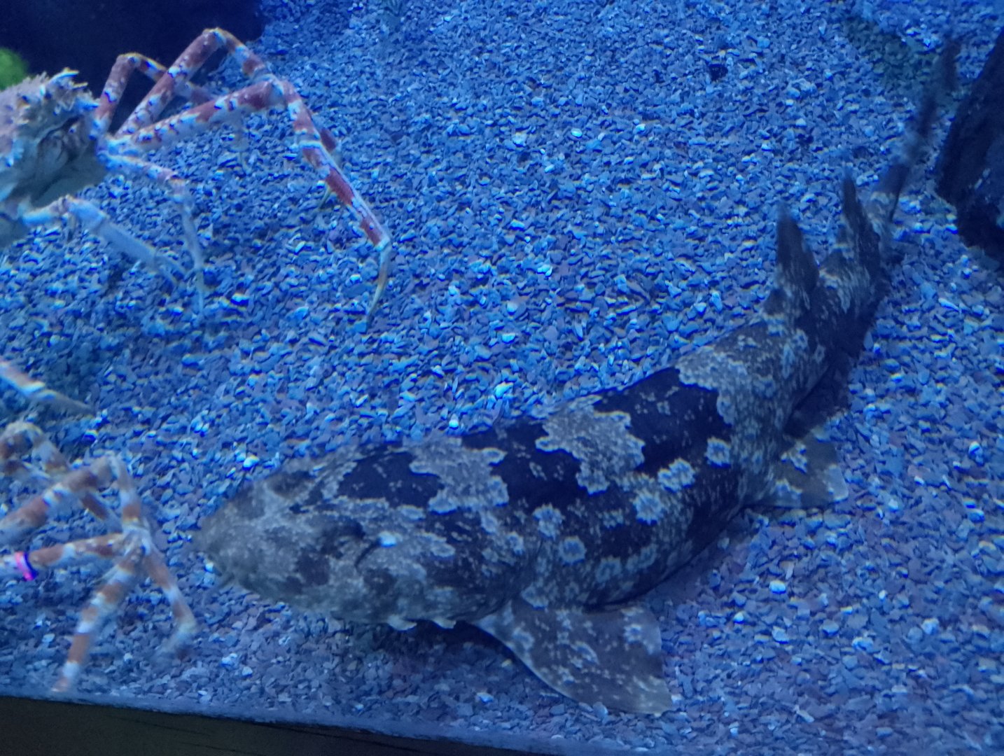 Wobbegong and spider crabs