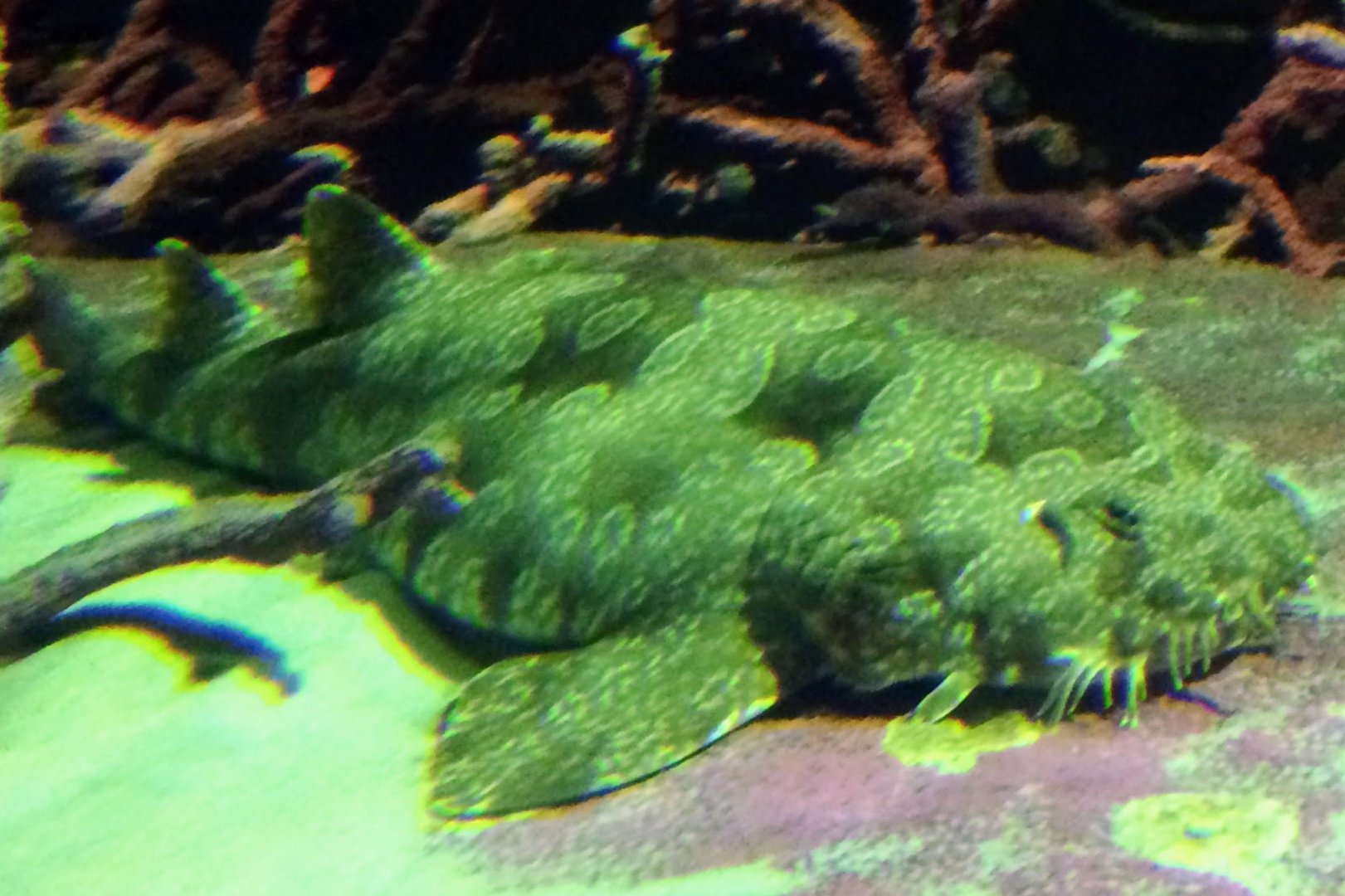 Wobbegong ID?