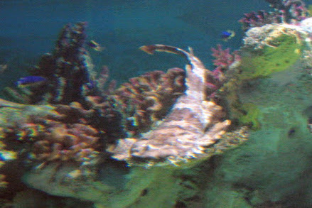Wobbegong ID?