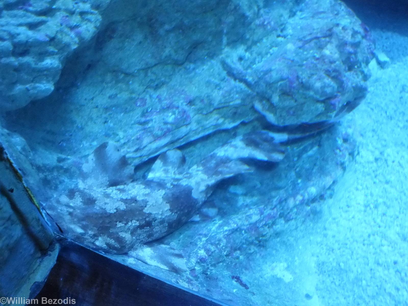 Wobbegong Shark