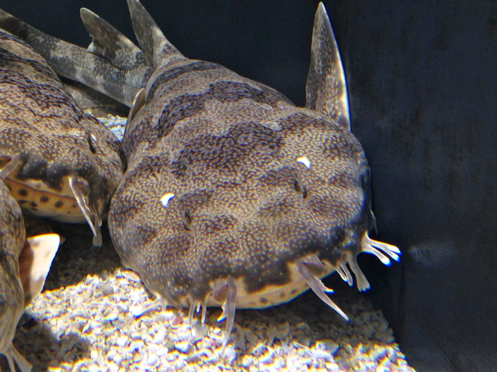 Wobbegong Species?