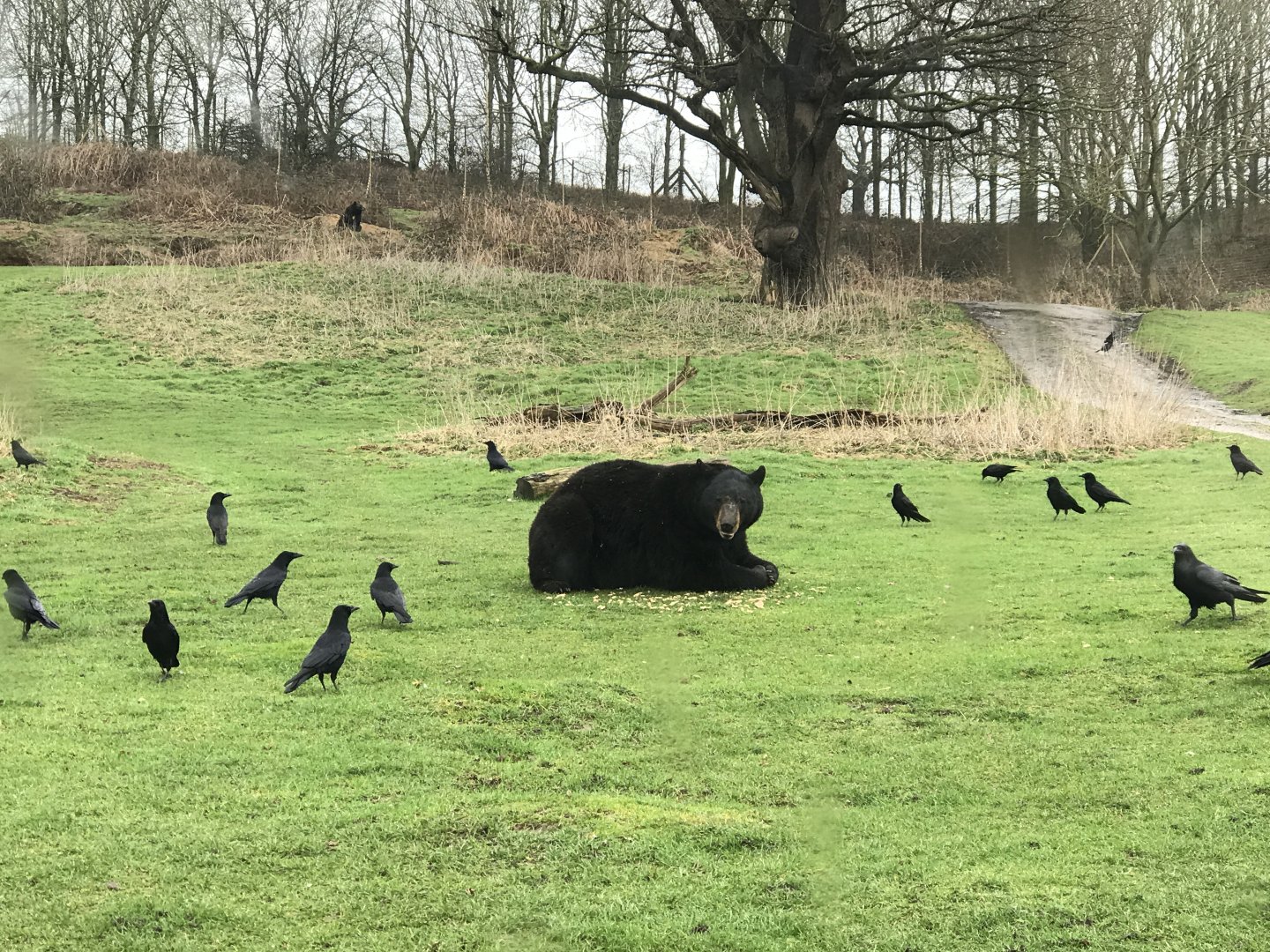 Woburn Safari Park 12/3/17