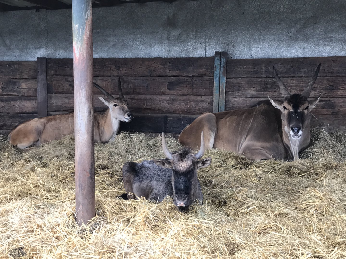 Woburn Safari Park 12/3/17