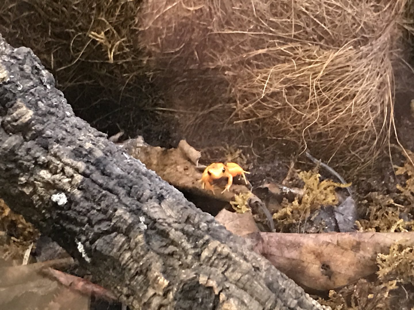 Woburn Safari Park 12/3/17