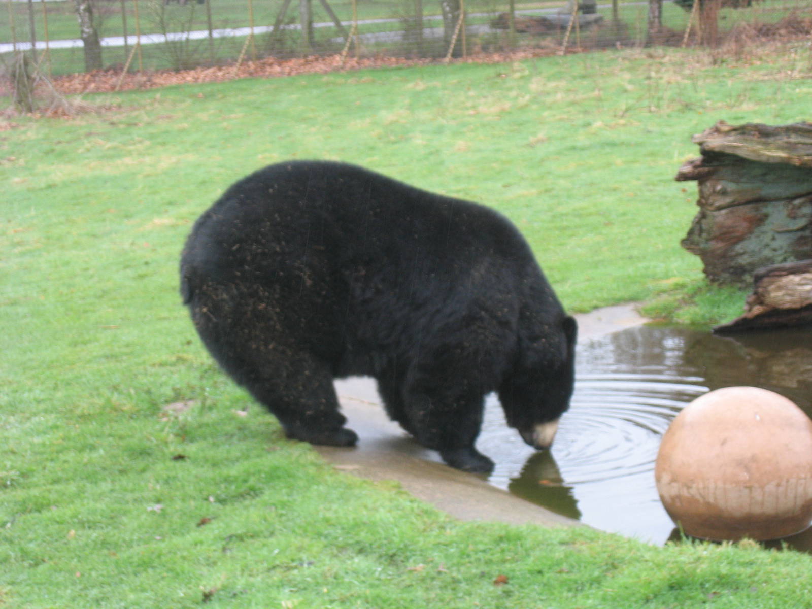 Woburn Safari Park 2009-2010