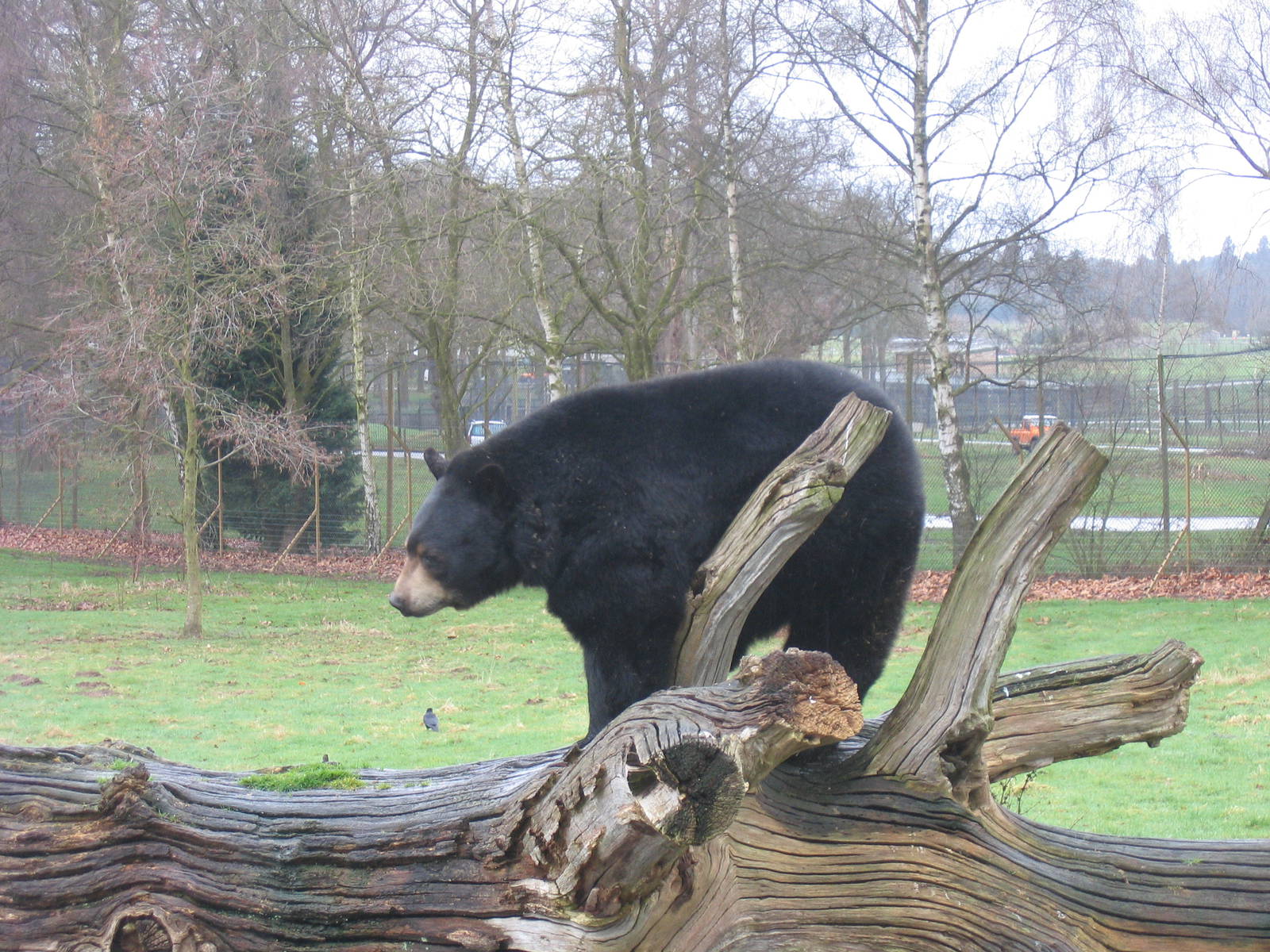 Woburn Safari Park 2009-2010