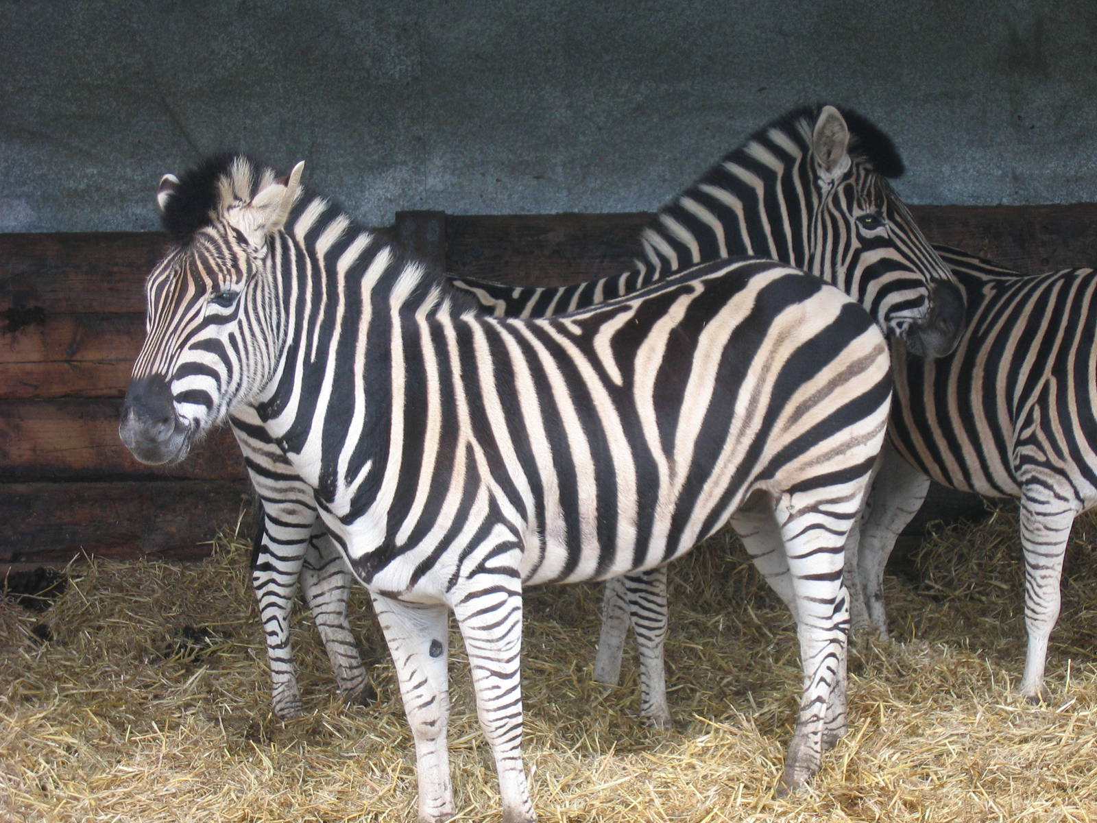 Woburn Safari Park 2009-2010