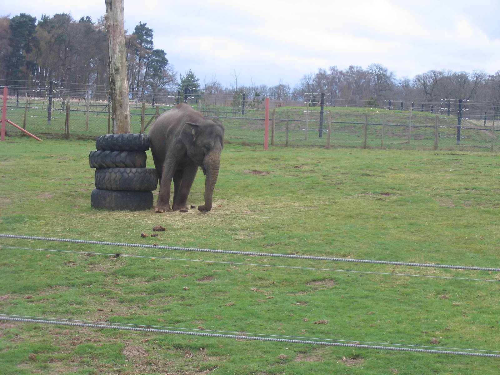 Woburn Safari Park 2009-2010