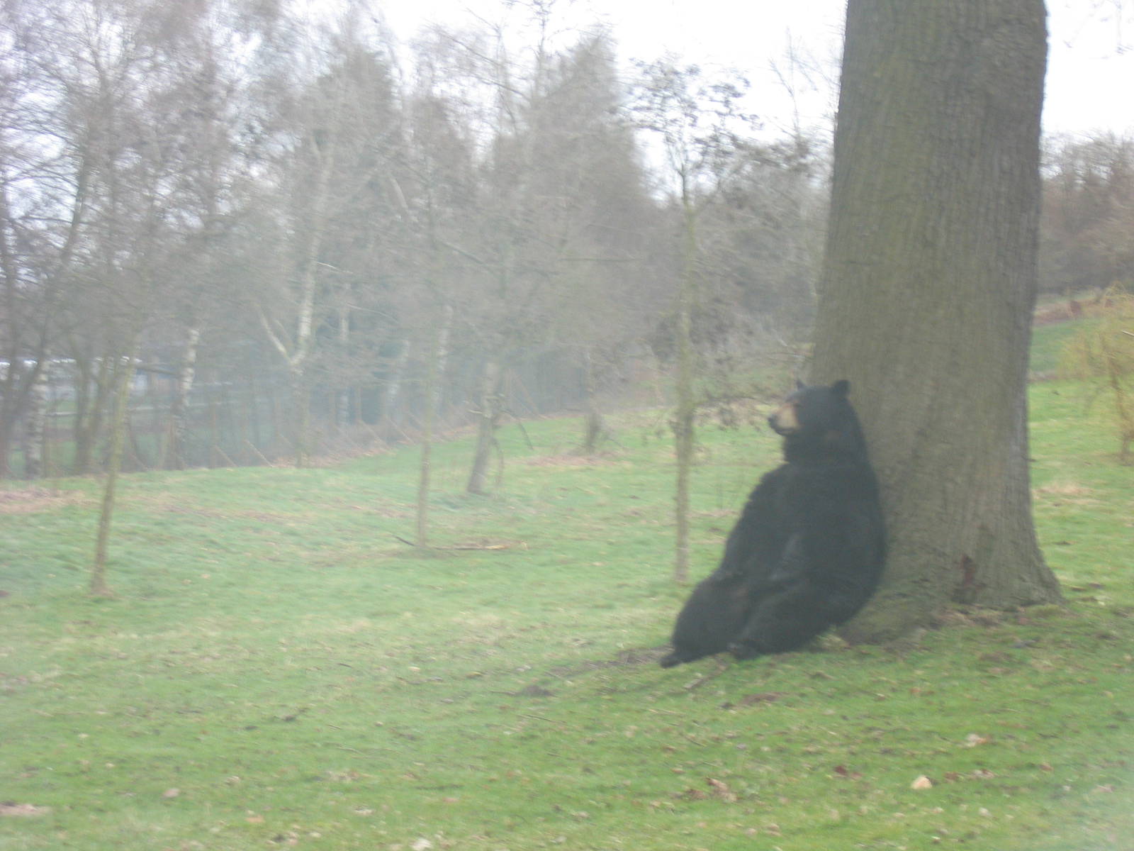 Woburn Safari Park 2009-2010