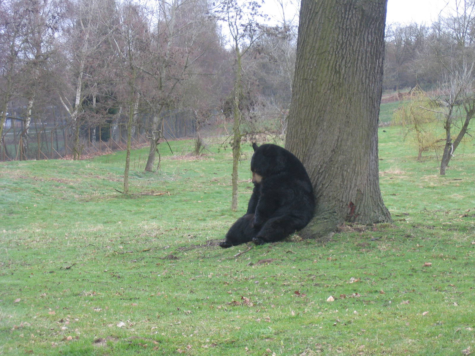 Woburn Safari Park 2009-2010