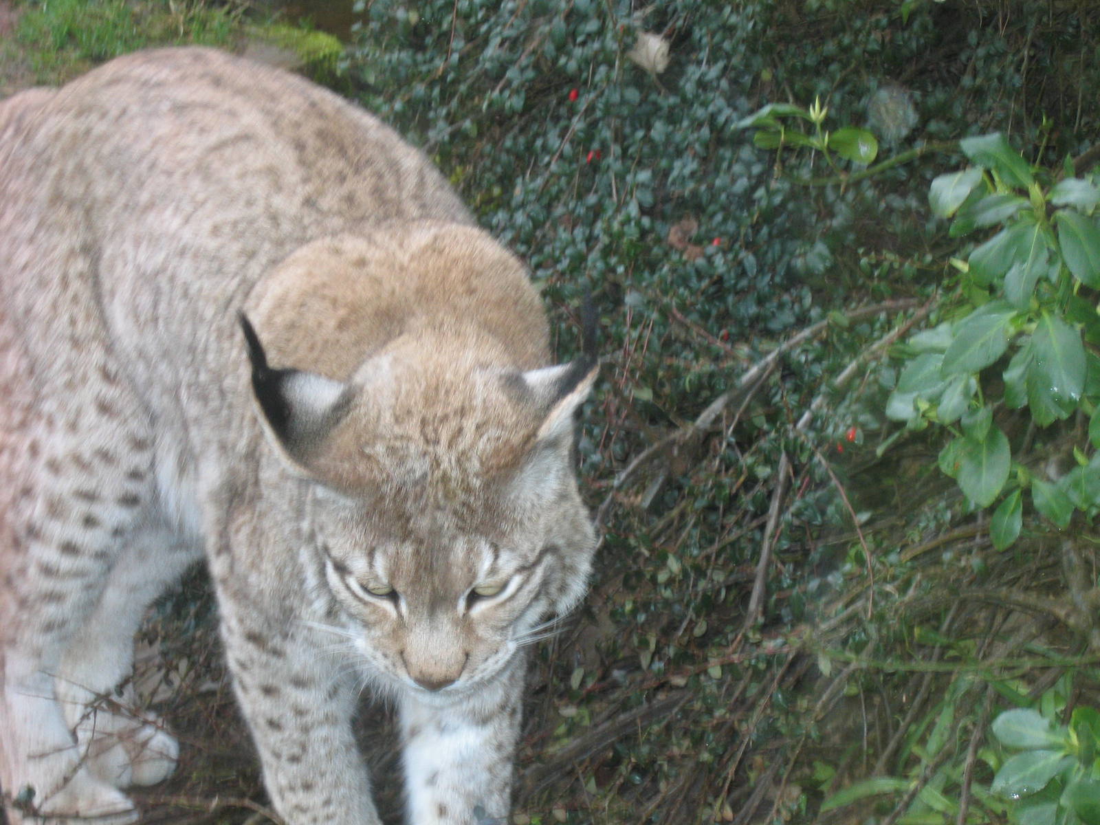 Woburn Safari Park 2009-2010