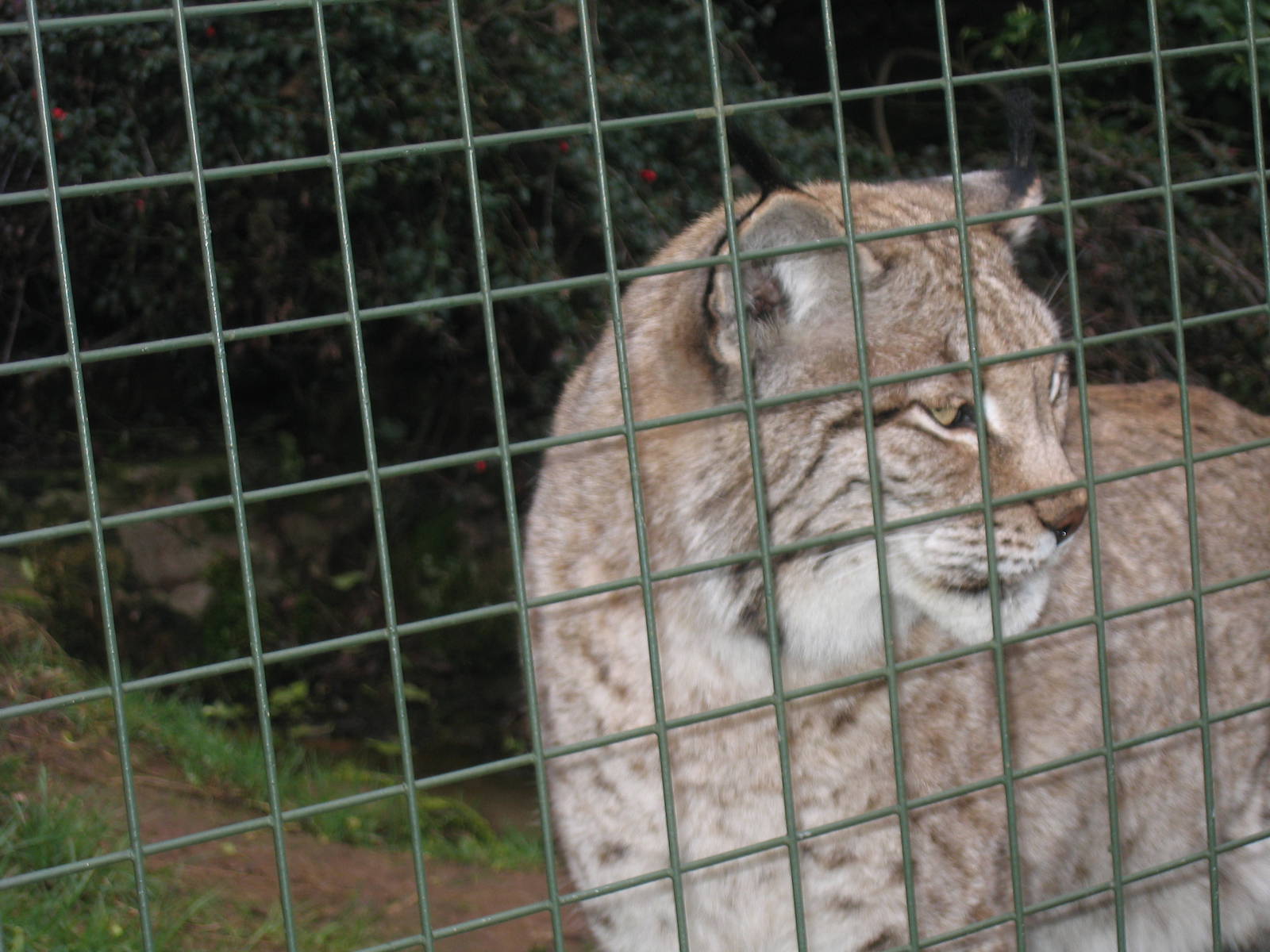 Woburn Safari Park 2009-2010