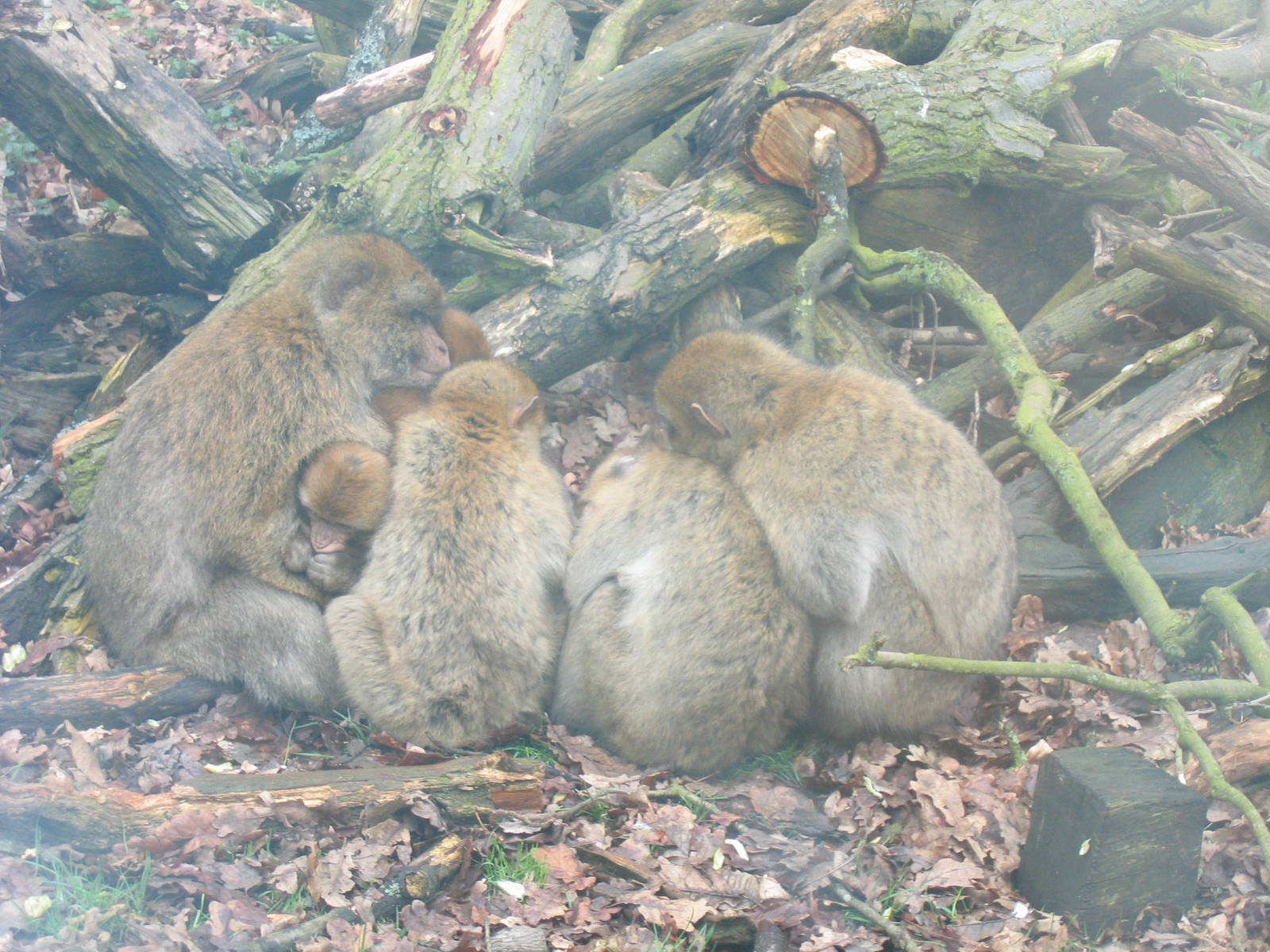 Woburn Safari Park 2009-2010