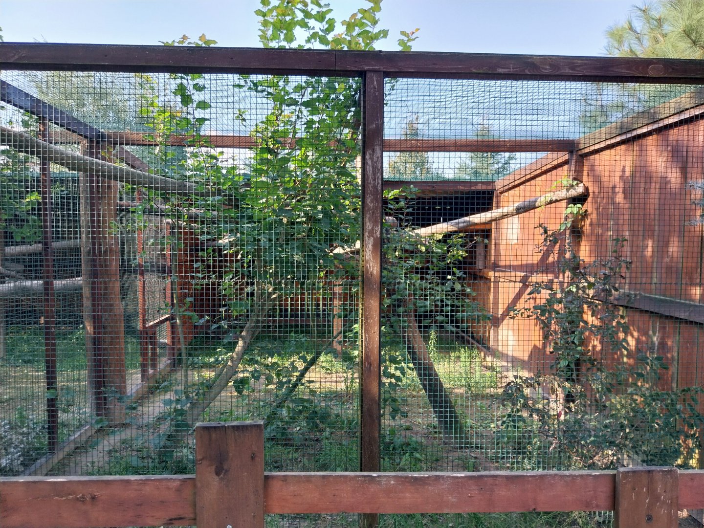 Wojciechow Zoo - Amur Leopard Cat (Prionailurus bengalensis euptilura)