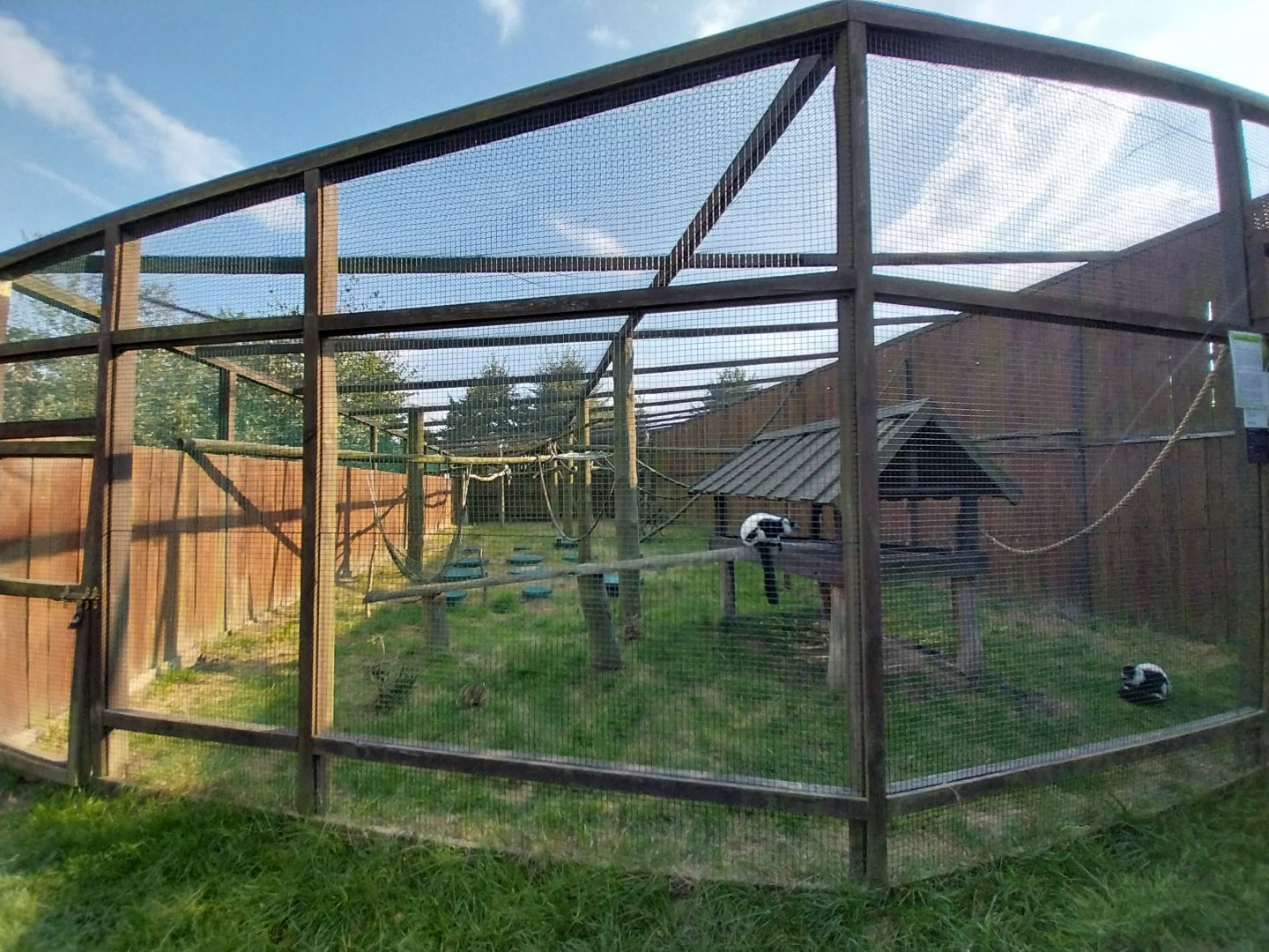 Wojciechow Zoo - Black and White Ruffed Lemur (Varecia variegata variegata)