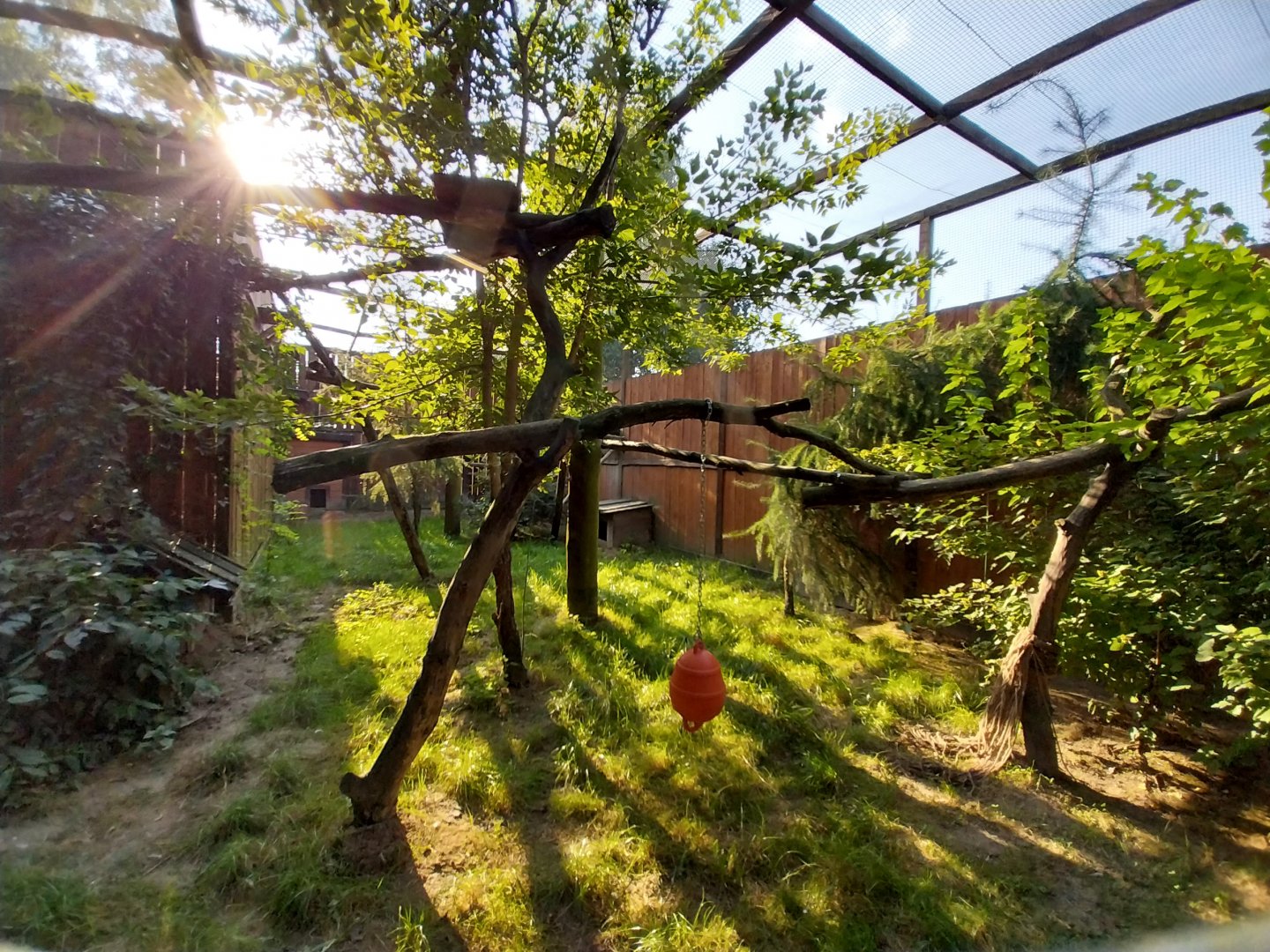 Wojciechow Zoo - Caracal enclosure