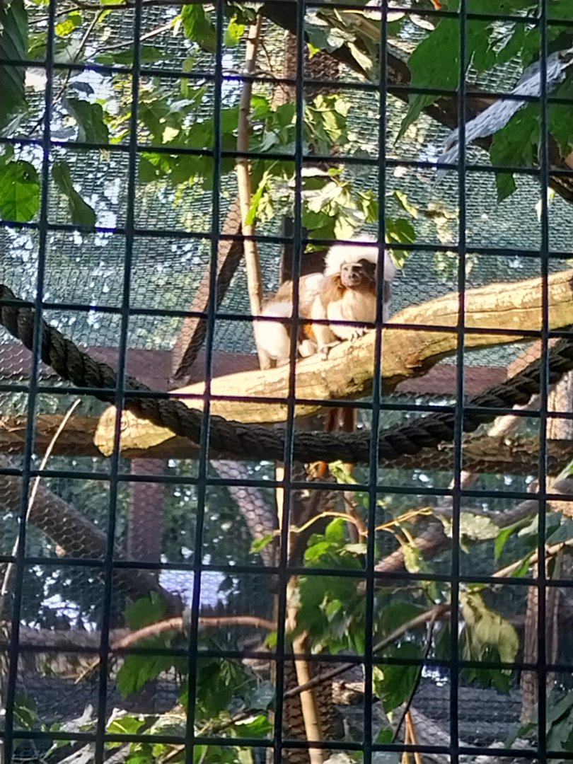 Wojciechow Zoo - Cotton-top Tamarin (Saguinis oedipus)