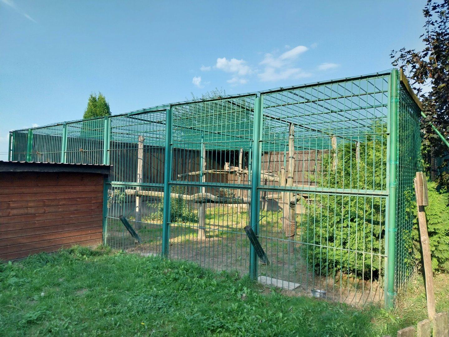 Wojciechow Zoo - Cougar (Puma concolor)