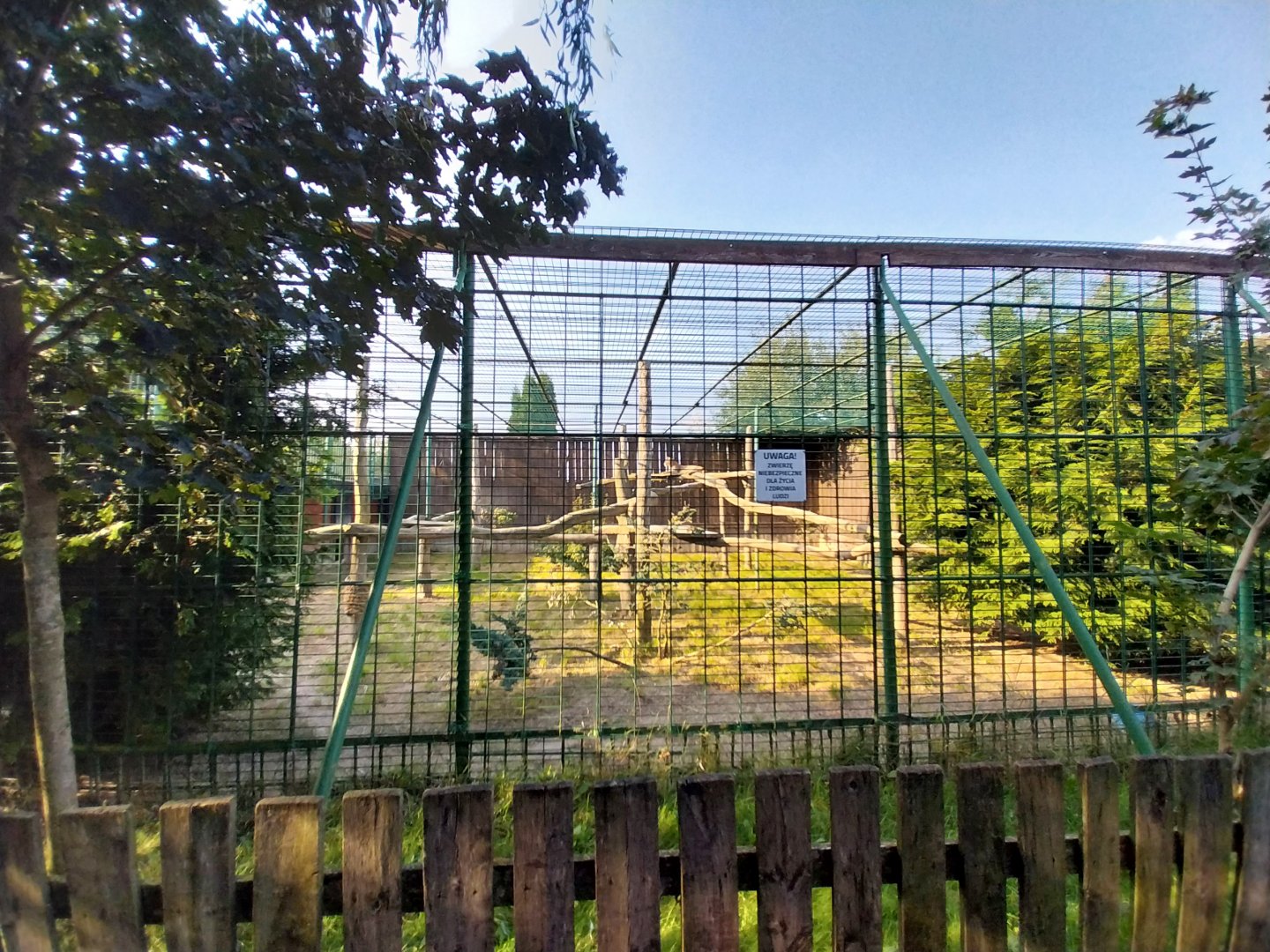 Wojciechow Zoo - Cougar (Puma concolor)