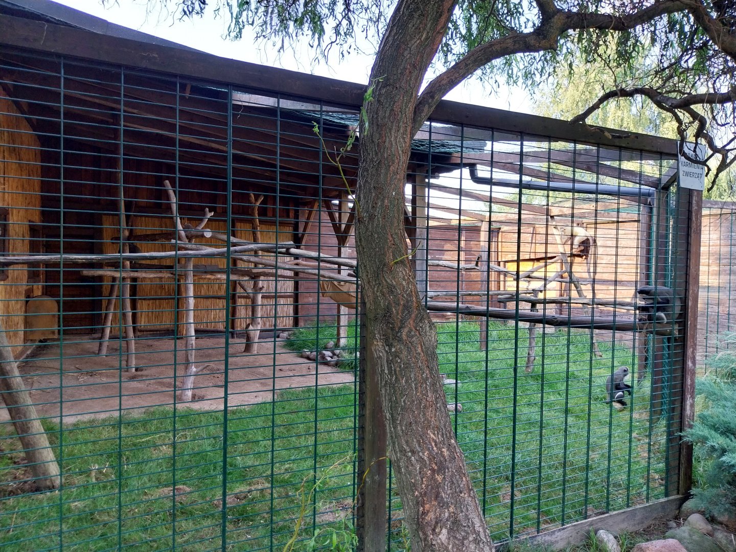 Wojciechow Zoo - De Brazz's Guenon (Cercopithecus neglectus)