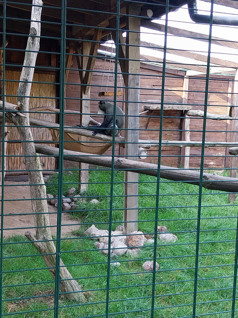 Wojciechow Zoo - De Brazz's Guenon (Cercopithecus neglectus)